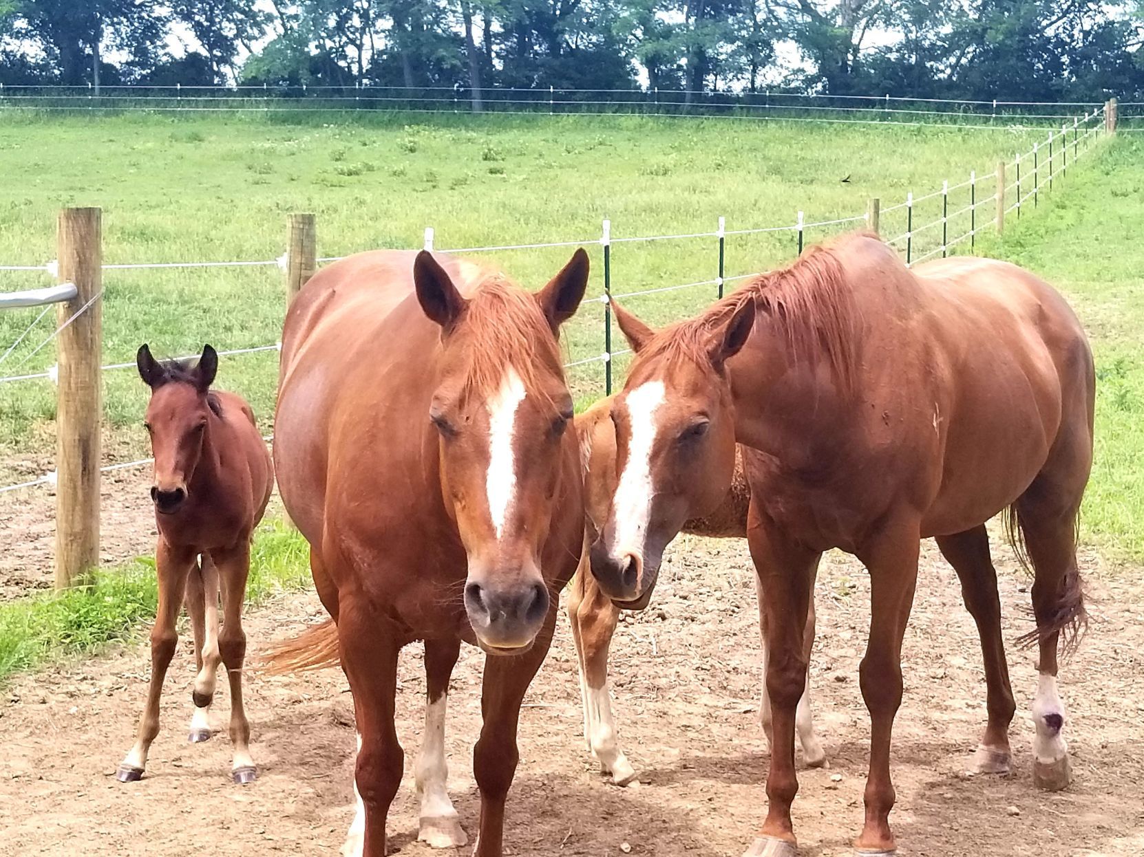 go nk crooked creek horses